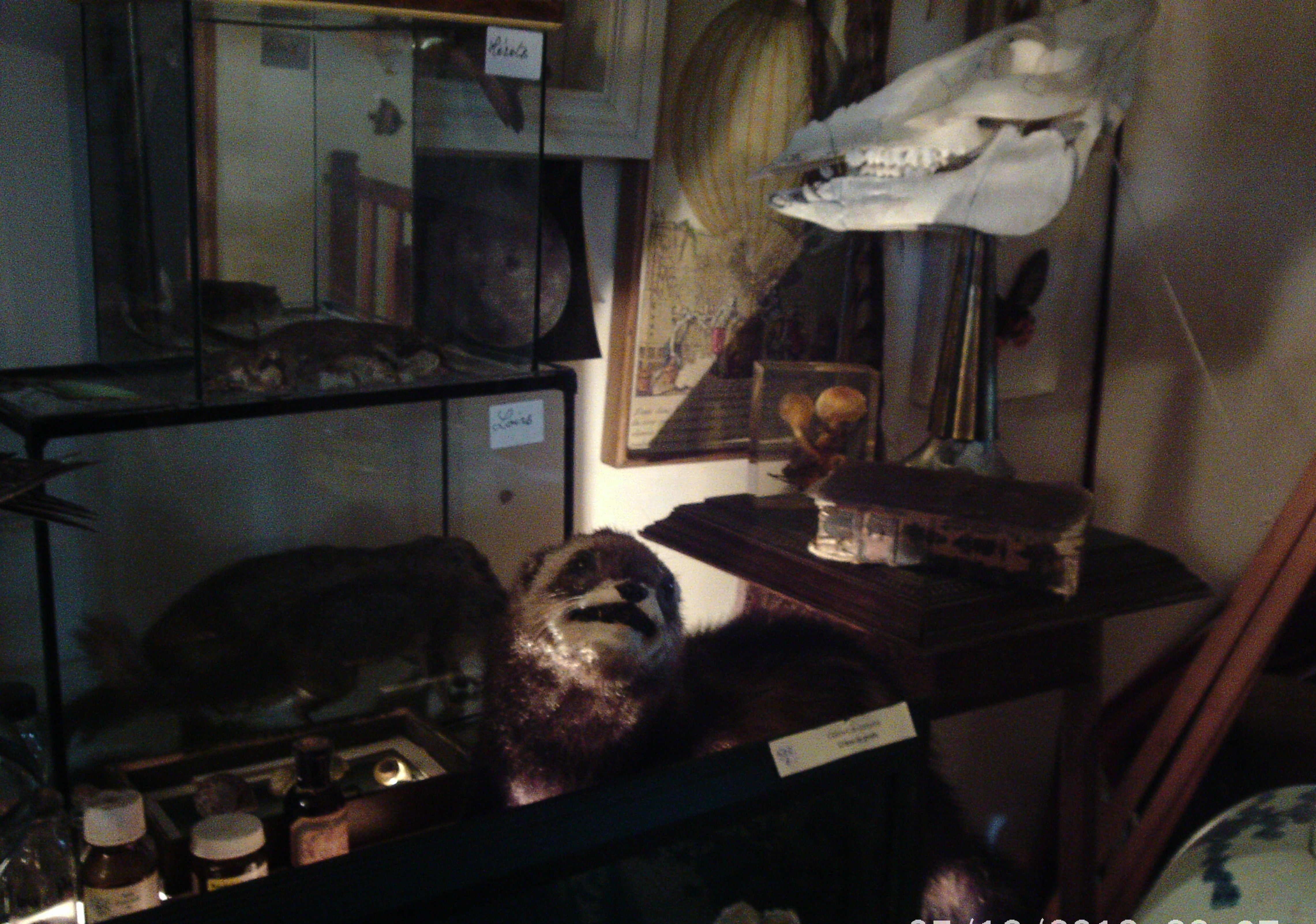 PTDC0022cabinet de curiosité3